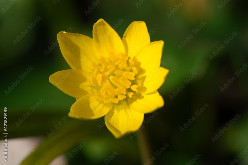 Yellow lesser Celandine in nature, Ficaria verna Yellow lesser Celandine in nature, Ficaria verna