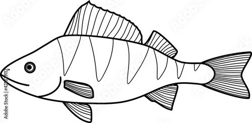 Coloring page with perch (Perca fluviatilis) freshwater fish