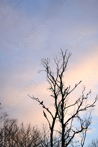 A crow in a crocked tree in the sunset with golden hour/blur hour. © SteinOve