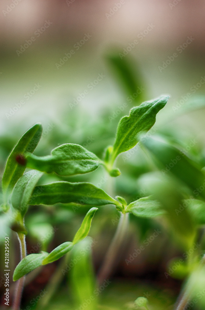 Little green sprouts appeared from the ground
