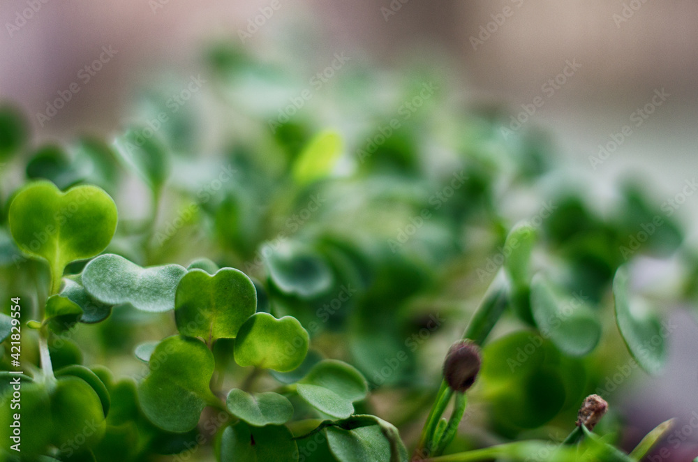Little green sprouts appeared from the ground Little green sprouts appeared from the ground