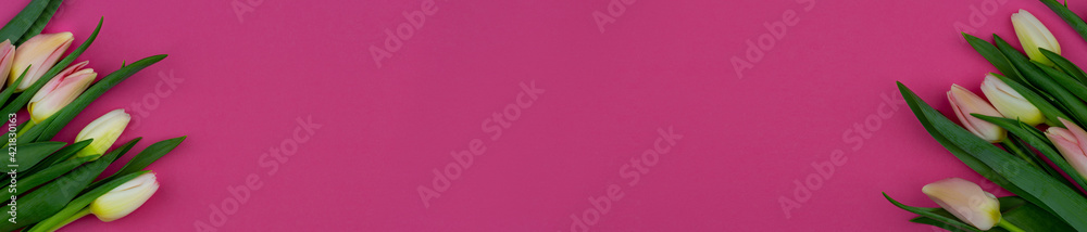 Floral background Tulips on a bright surface Floral background Tulips on a bright surface