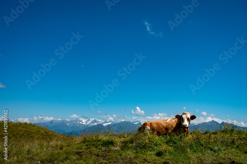 Cow in the Austrian Alps