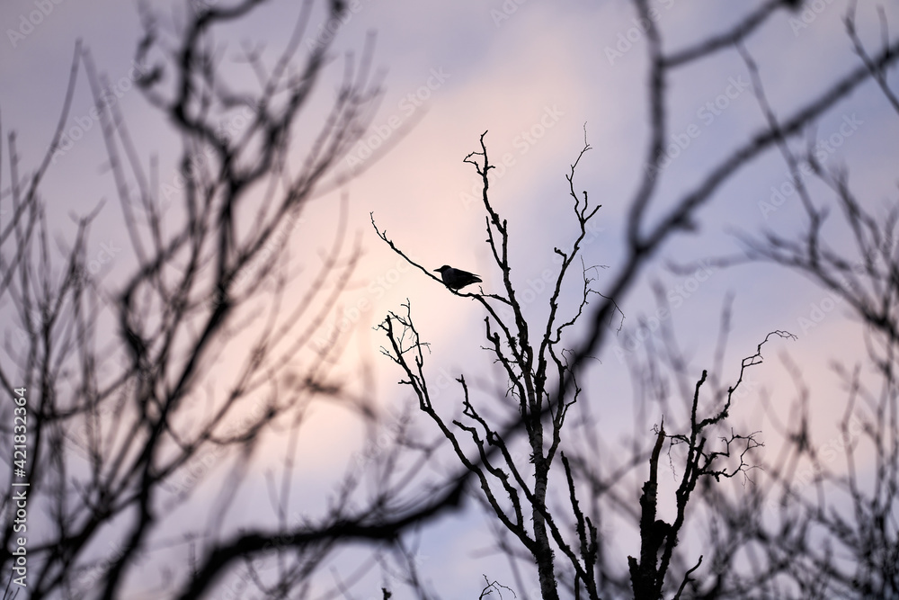 Fototapeta premium A crow in a crocked tree in the sunset with golden hour/blur hour.