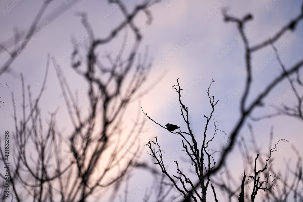 A crow in a crocked tree in the sunset with golden hour/blur hour. A crow in a crocked tree in the sunset with golden hour/blur hour.