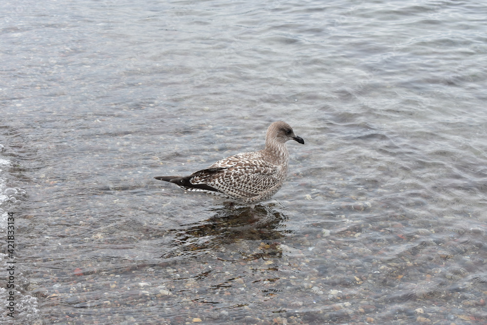 Möve am Strand