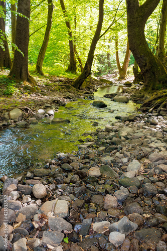 wild water stream in the forest. beautiful nature scenery on a sunny spring day. trees in vivid green foliage. stones on the shore. freshness of nature concept