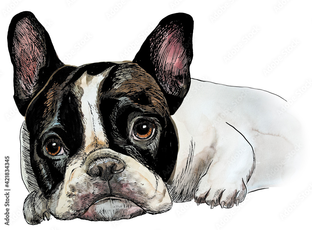french bulldog drawn in watercolour and ink