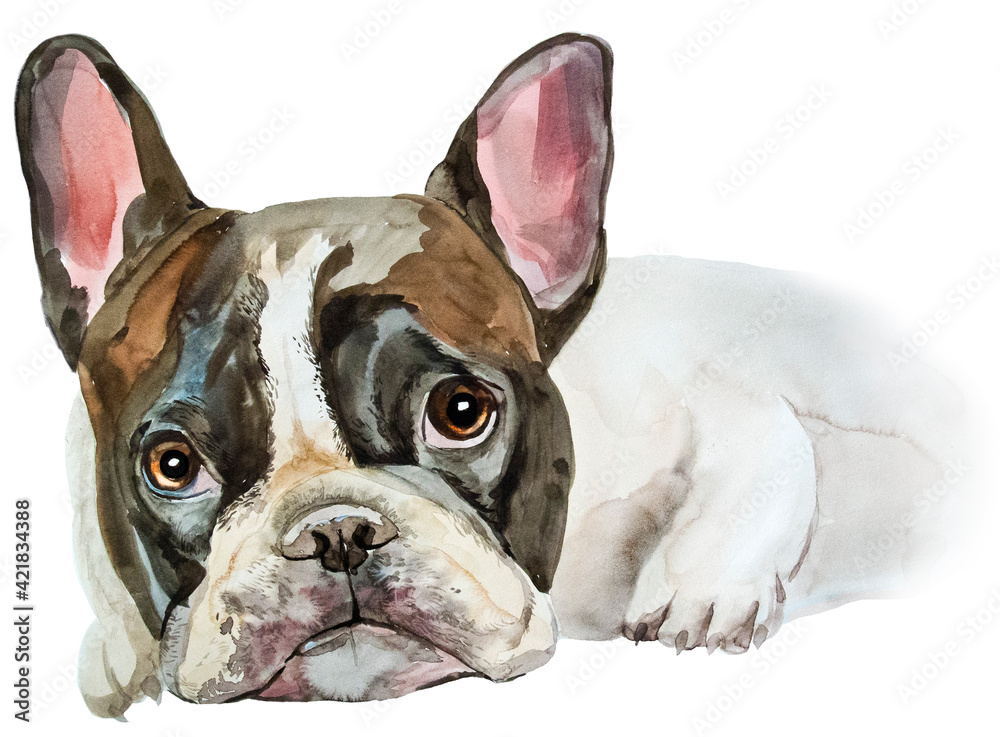 watercolor drawing of french bulldog