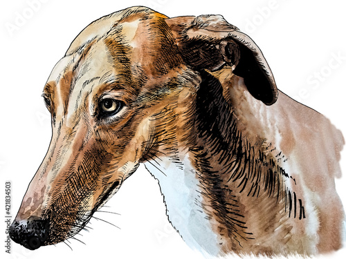 Canvas Print greyhound drawn in watercolour and ink
