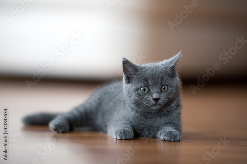 gray kitten on the floor
