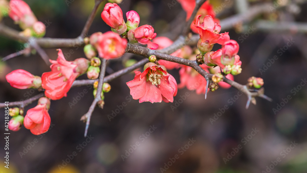 Blossoming Quince Blossoming Quince