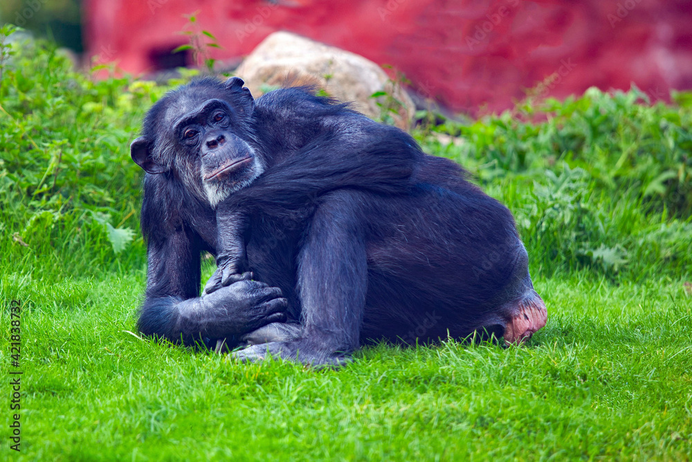 an ape lying relaxed looking thoughtful into the camera an ape lying relaxed looking thoughtful into the camera