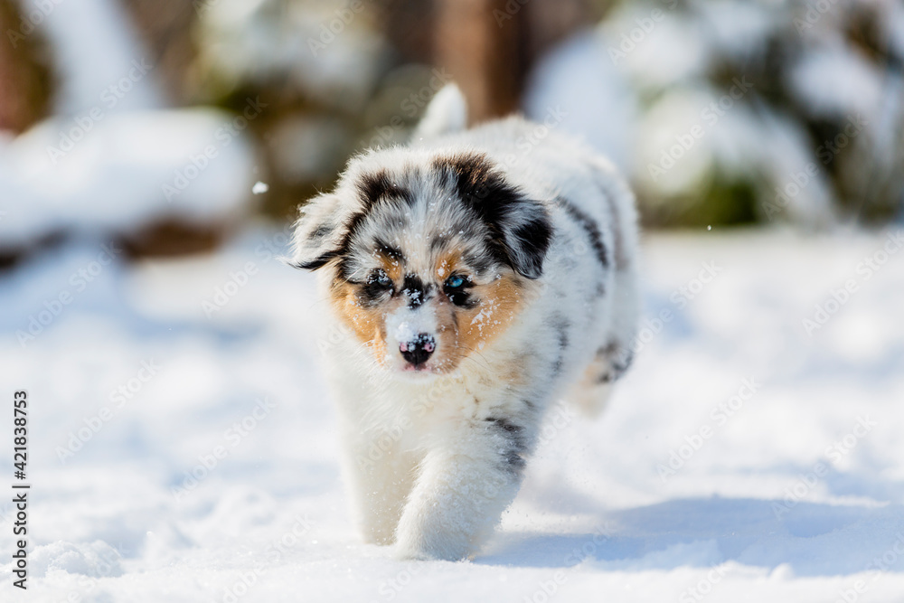 Australian shepherd puppy running in fresh snow in the garden.