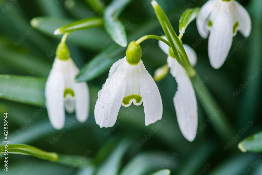 Snowdrops Snowdrops