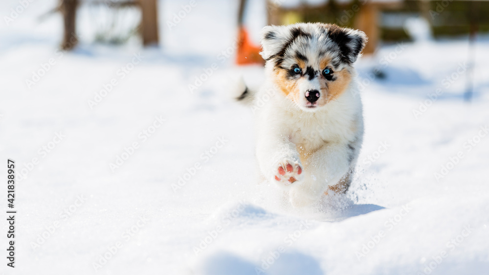 Australian shepherd puppy running in fresh snow in the garden.