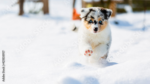 Fototapeta Naklejka Na Ścianę i Meble -  Australian shepherd puppy running in fresh snow in the garden.