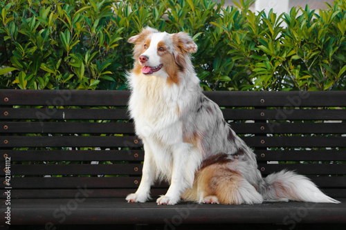 beautiful red merle australian shepherd is sitting on a wooden bench