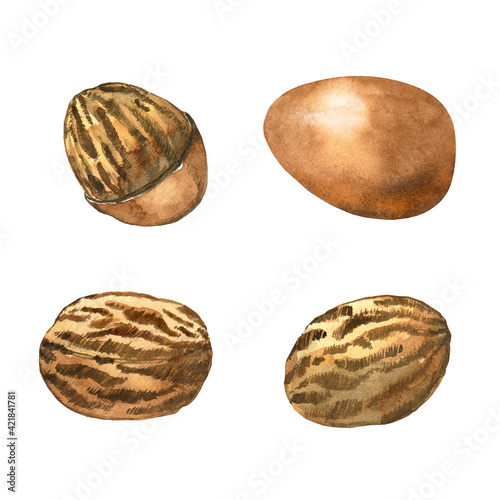 Canvas Print Set of watercolor shea nuts