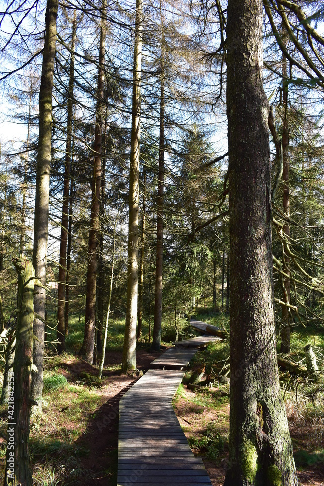 Fototapeta premium Waldfotografie