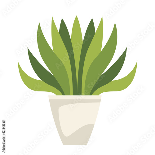 houseplant in pot