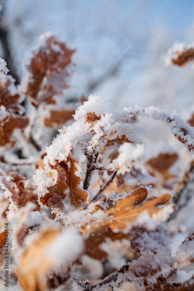 frozen frost leaves. cold winter in the woods. snowflakes on the grass. yellow dry leaf under the snow. the beauty of nature. close-up of the crown of the tree. winter season