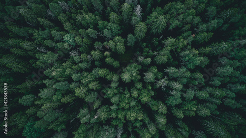 Aerial Overhead View of Tree tops. Mystic dark forest. 
