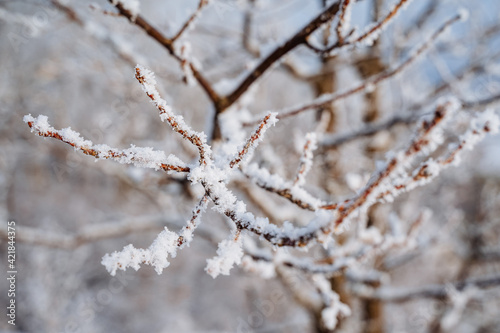 a tree branch is covered with frost with cold white snow. close-up of the plant. frozen grass. white sky. Frost winter grass peace. Peace. The silence of nature
