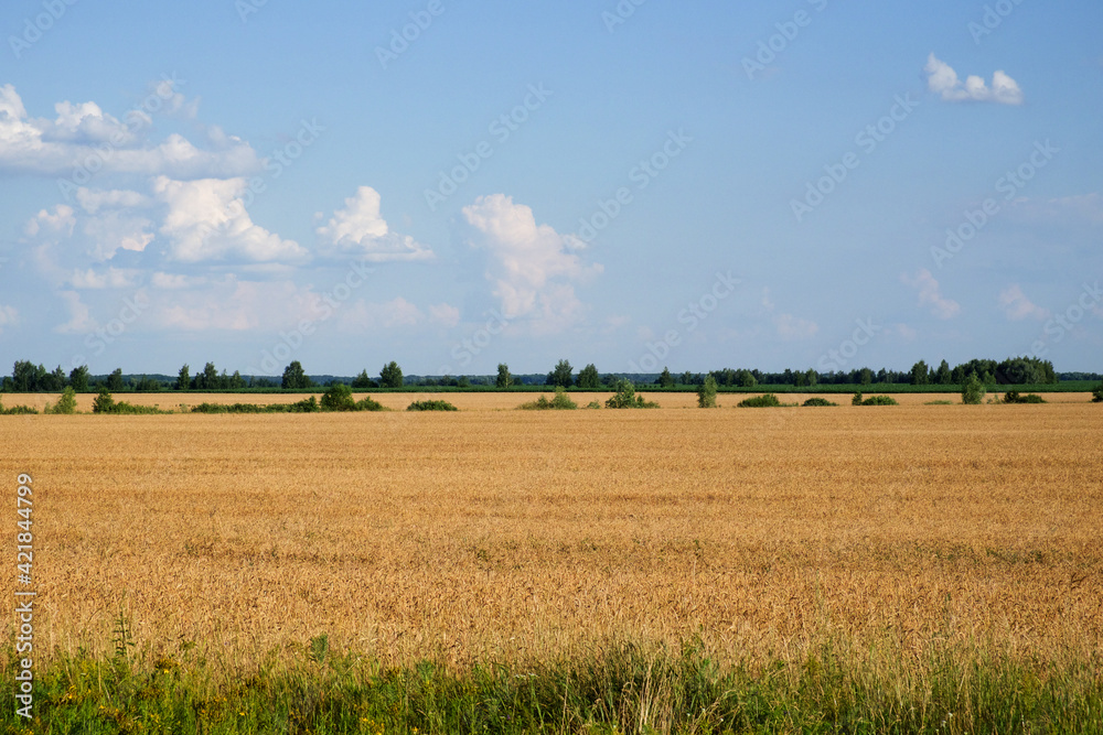 Fototapeta premium Crops in scenic agricultural fields in summer. Picturesque blue sky over the village plain. Scenery.