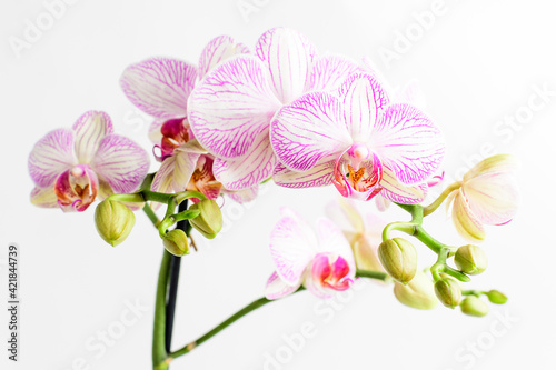 Close up vivid pink Phalaenopsis orchid flowers in full bloom in a garden pot near a white wall in a sunny summer day  beautiful outdoor floral background photographed with soft focus.