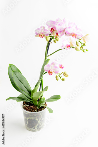Close up vivid pink Phalaenopsis orchid flowers in full bloom in a garden pot near a white wall in a sunny summer day  beautiful outdoor floral background photographed with soft focus.