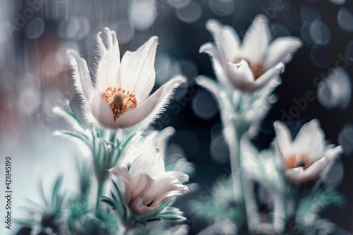Białe kwitnące sasanki na bąbelkowym tle. Wiosenne ogrody z kwiatami.