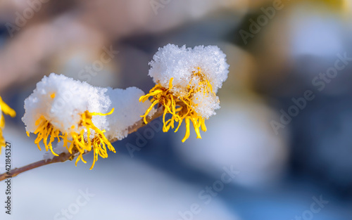 hamamelis blossom and snow