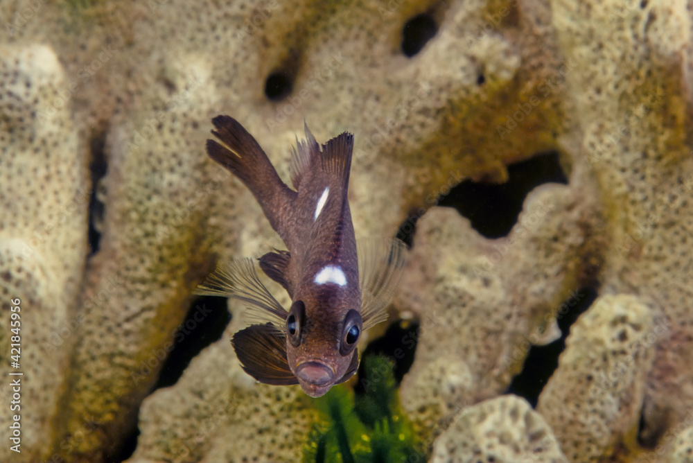 Obraz premium Dascyllus