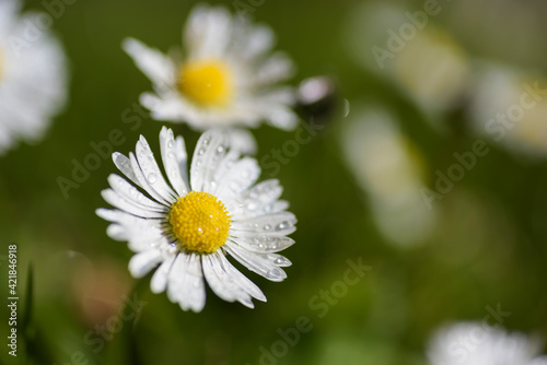 Close-up photo of a daisy meadow, used an open diaphragm to have a blurred background