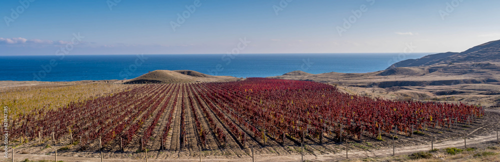 Obraz premium Autumn vineyard