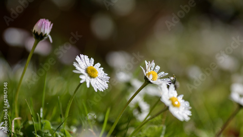 Close-up photo of a daisy meadow, used an open diaphragm to have a blurred background