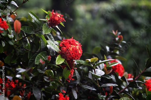 red flowers in the garden