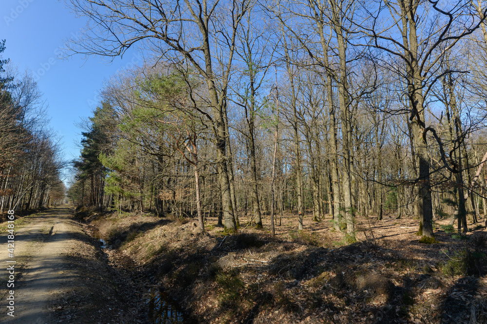 Chêne pédonculé, quercus robur, forêt domaniale de Sénart, 91, Essonne Chêne pédonculé, quercus robur, forêt domaniale de Sénart, 91, Essonne