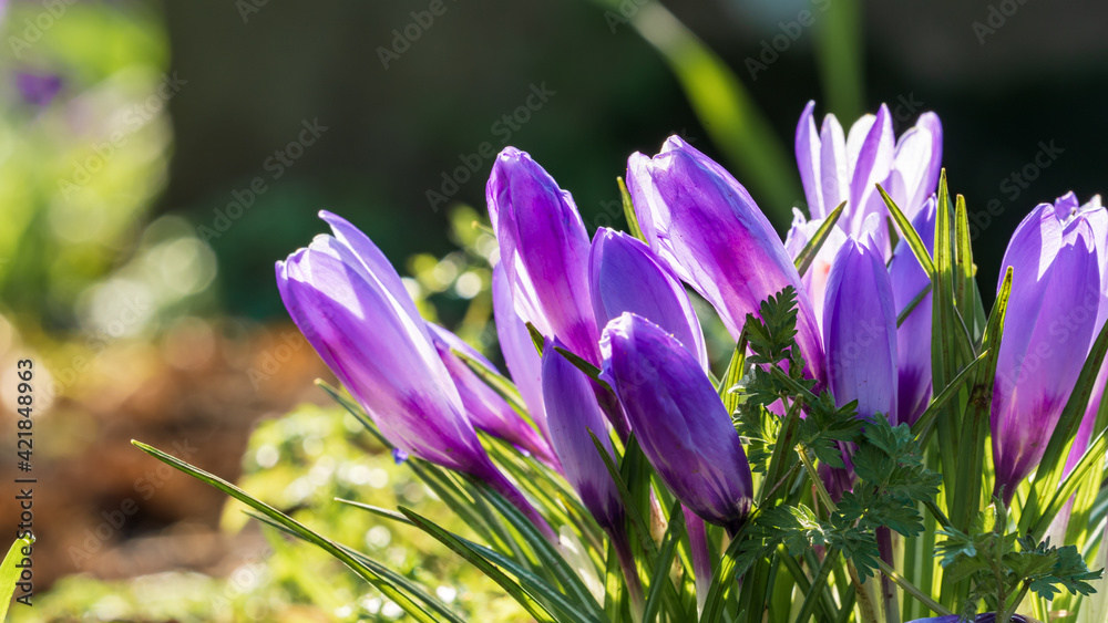 Purple crocuses in the sunlight Purple crocuses in the sunlight