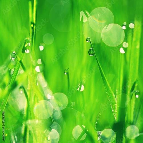 Nature - dew in the grass. Fresh green concept and abstract colorful background.