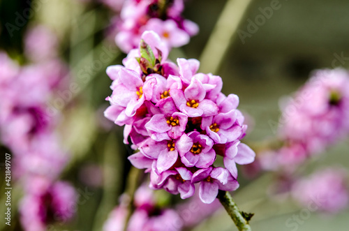 Branch with flowers of Daphne mezereum photographed in nature photo