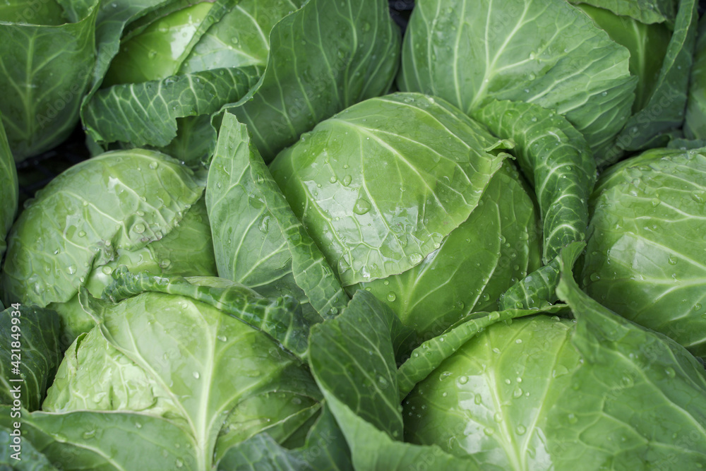 background with fresh early cabbage close up. concept of spring products, healthy food and vitamins. background with fresh early cabbage close up. concept of spring products, healthy food and vitamins.
