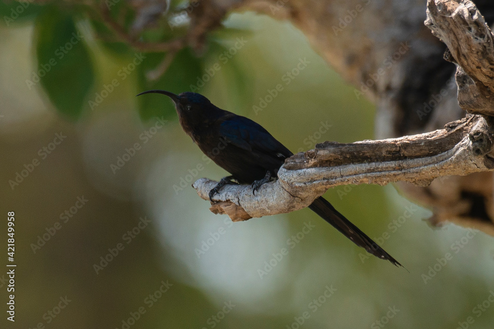Fototapeta premium Irrisor namaquois,.Rhinopomastus cyanomelas, Common Scimitarbill
