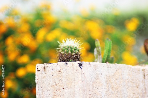 Cactus on a wall