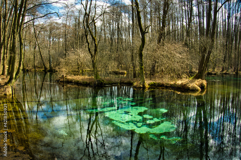 Fototapeta premium REZERWAT PRZYRODY „NIEBIESKIE ŹRÓDŁA”. TOMASZÓW MAZOWIECKI, POLSKA.
