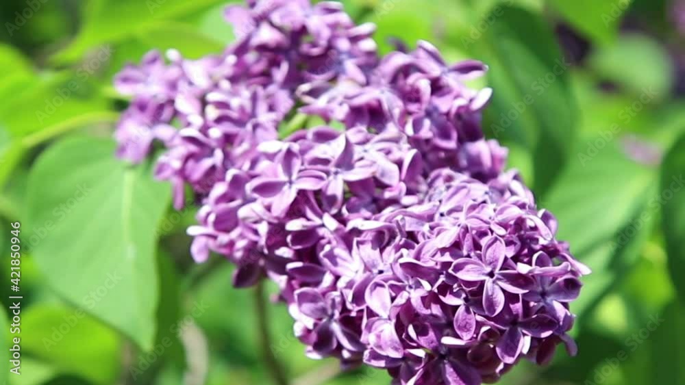 Blossoming lilacs, a nature background.
Blossoming lilacs, a nature background.