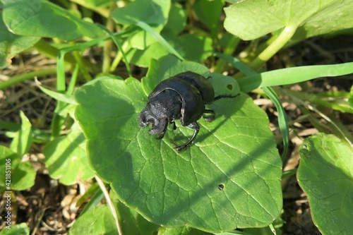 Lethrus beetle on green leaf in the garden, closeup  photo