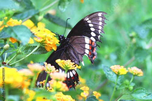 butterfly on a flower