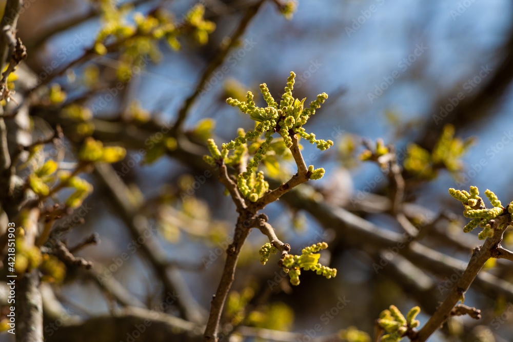Spring Buds on Oak Tree Spring Buds on Oak Tree